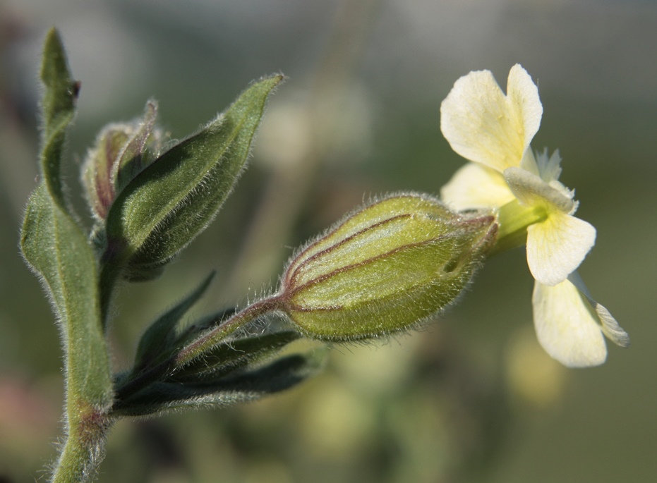 Изображение особи Melandrium latifolium.