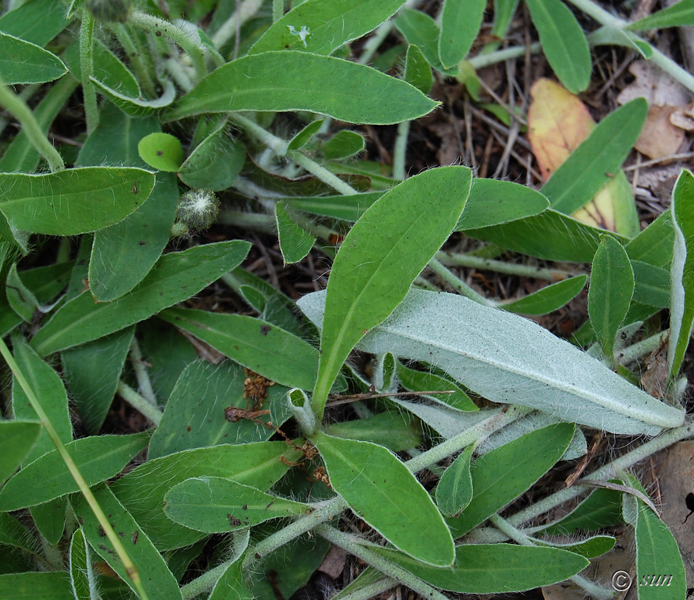 Изображение особи Pilosella officinarum.