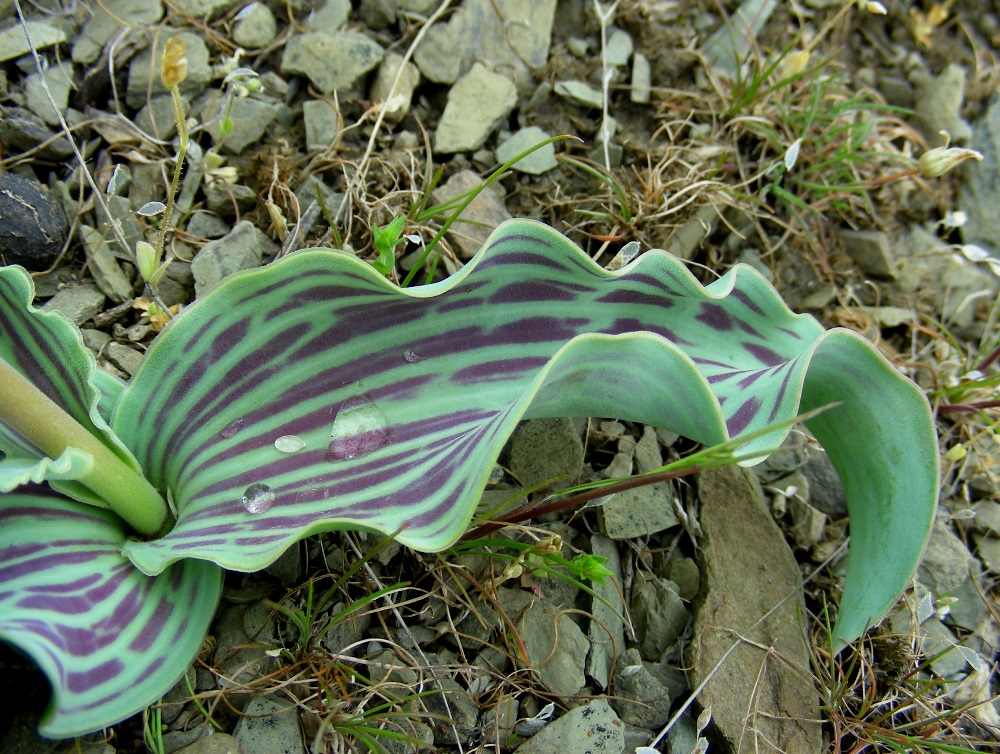 Image of Tulipa greigii specimen.
