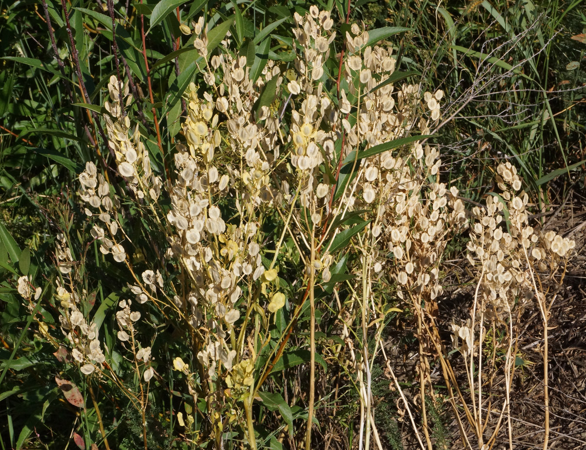 Image of Thlaspi arvense specimen.