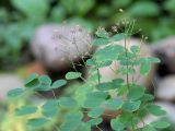 Thalictrum aquilegiifolium. Верхушка плодоносящего растения. Санкт-Петербург. 13.09.2009.