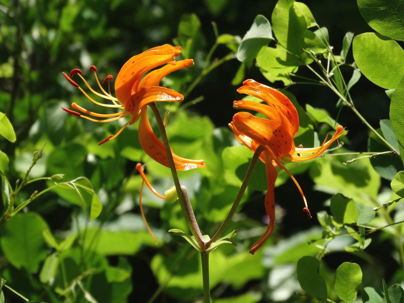 Image of Lilium distichum specimen.