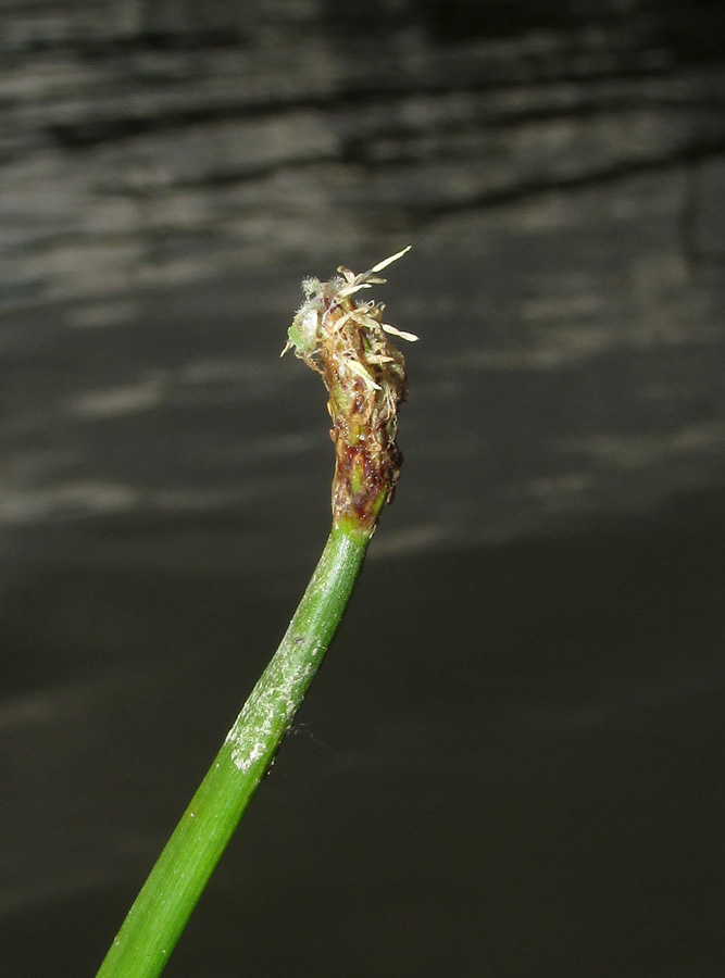 Image of genus Eleocharis specimen.