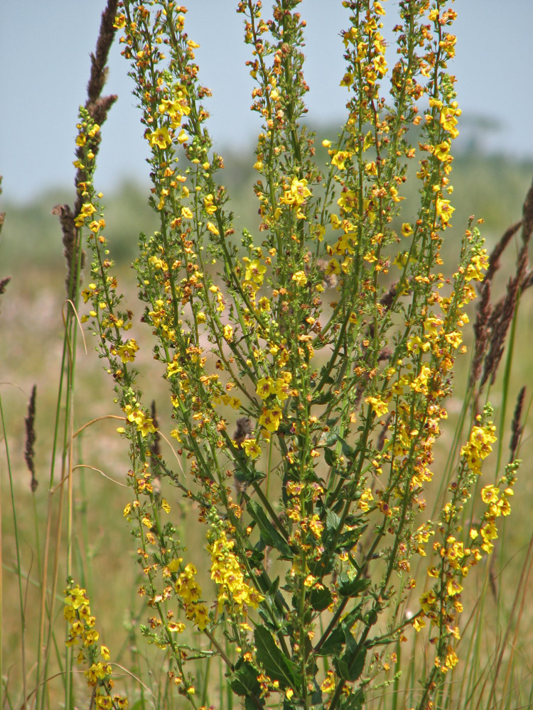 Image of Verbascum &times; pseudoblattaria specimen.