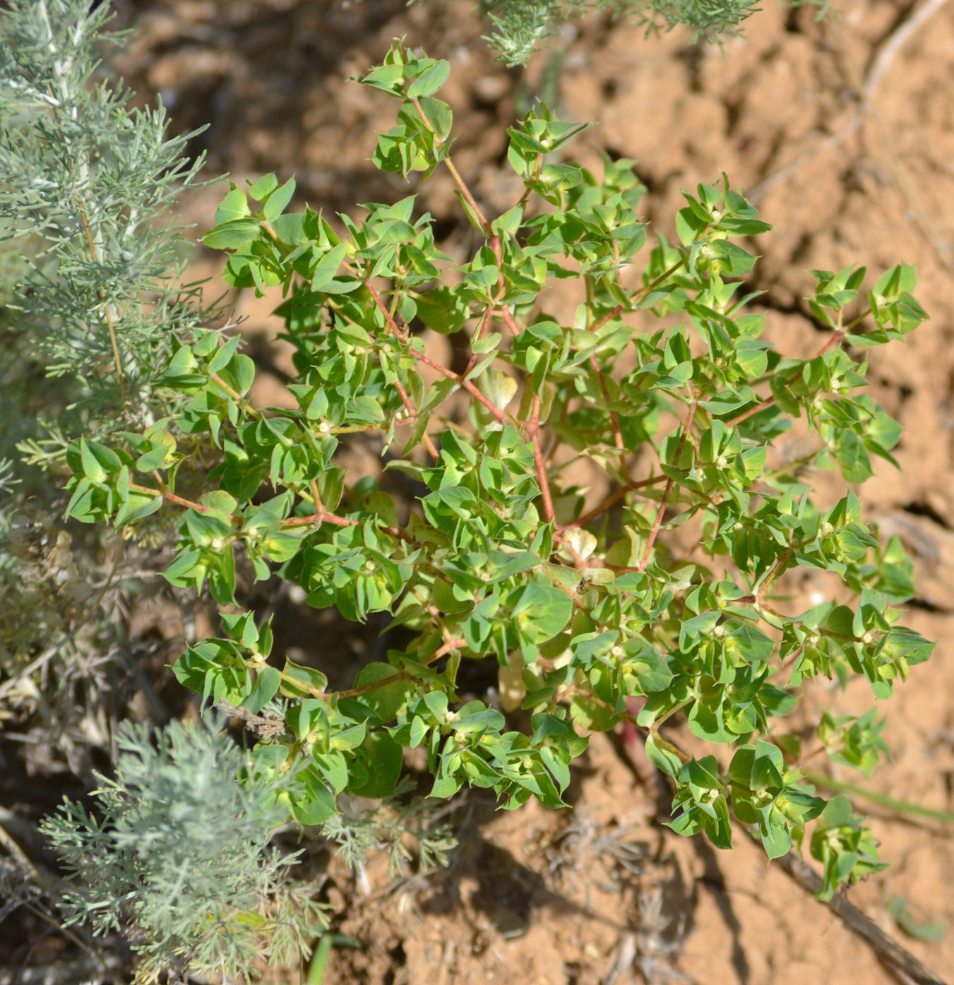 Image of Euphorbia falcata specimen.