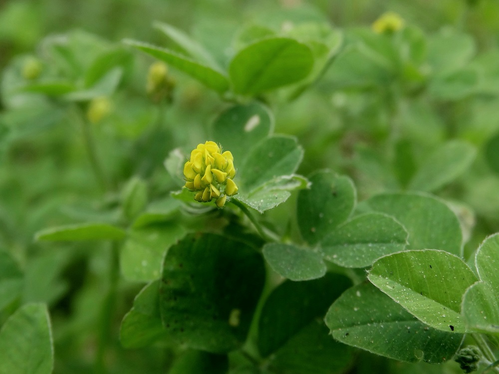 Image of Medicago lupulina specimen.