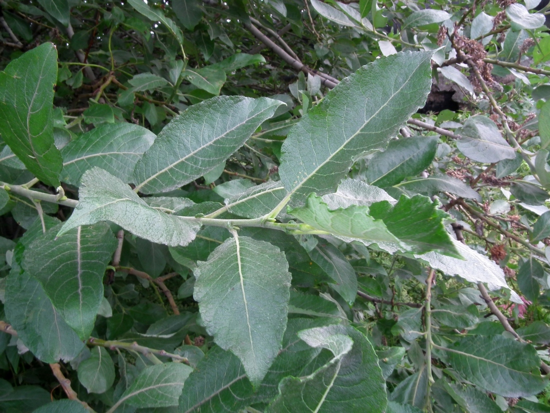 Image of Salix caprea specimen.