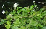 Cardamine amara