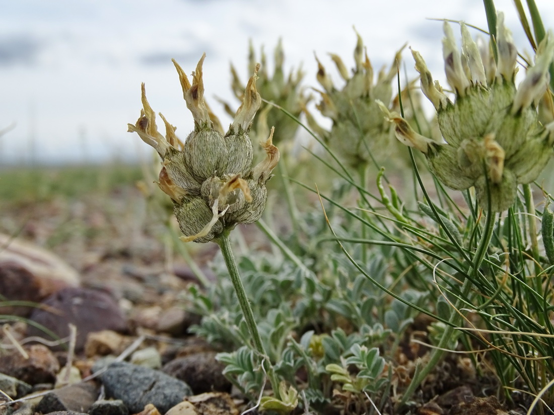 Изображение особи Astragalus dilutus.