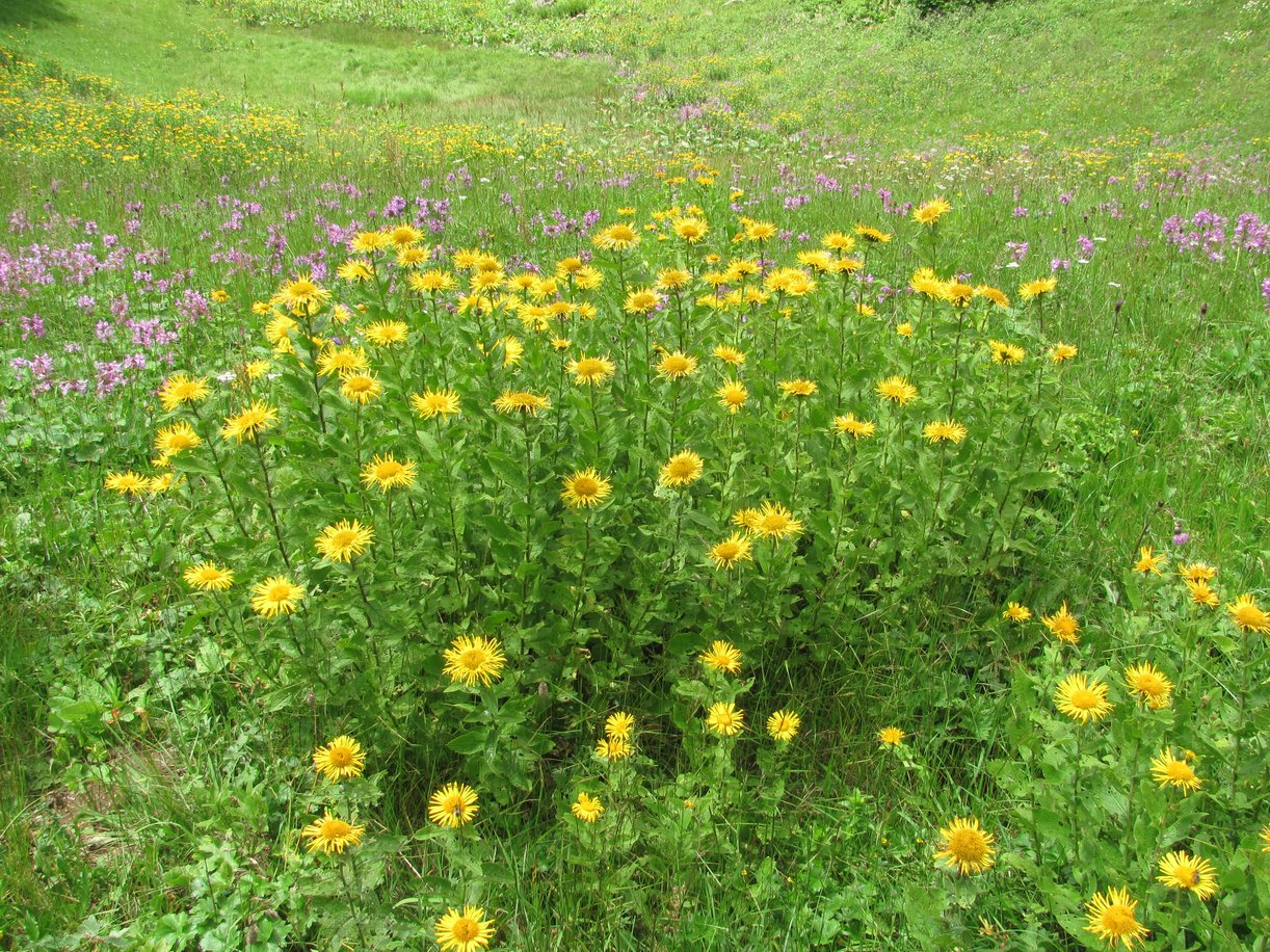Image of Inula grandiflora specimen.