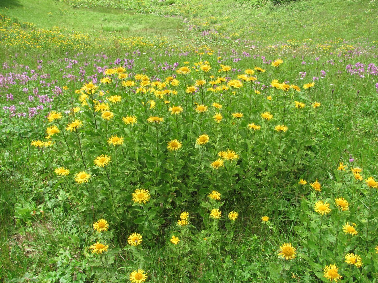 Изображение особи Inula grandiflora.