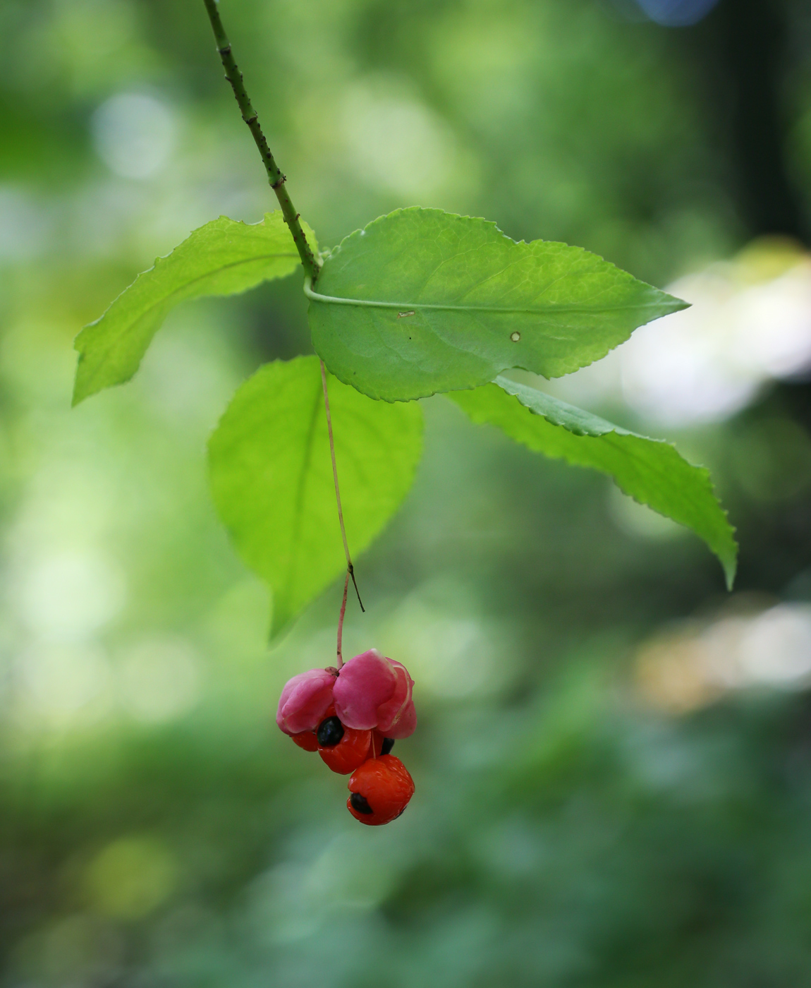 Изображение особи Euonymus verrucosus.