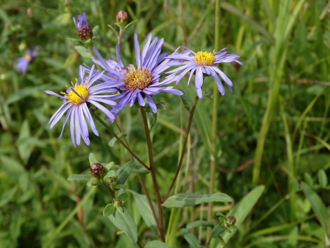Image of Aster maackii specimen.
