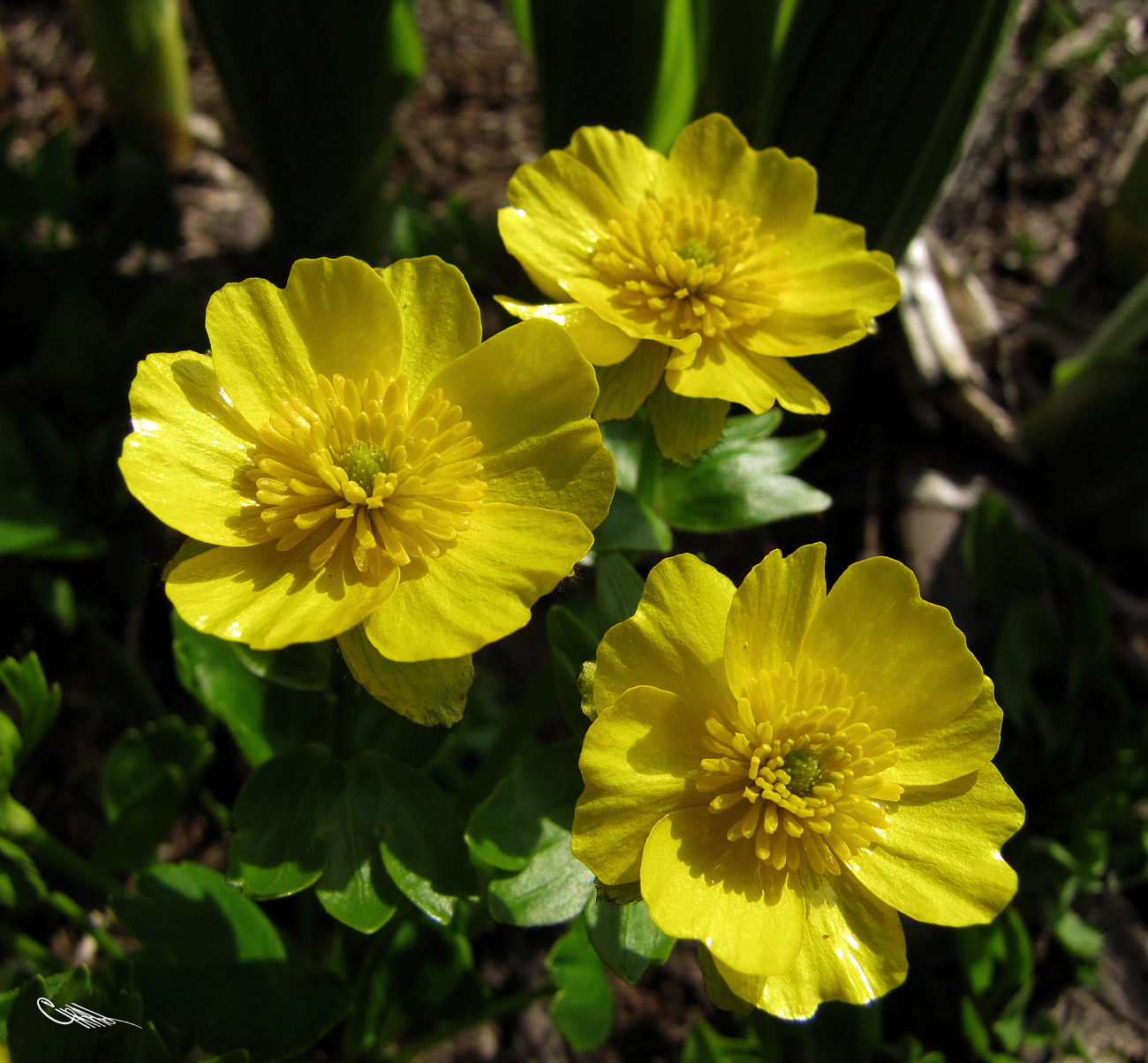 Изображение особи Ranunculus altaicus.