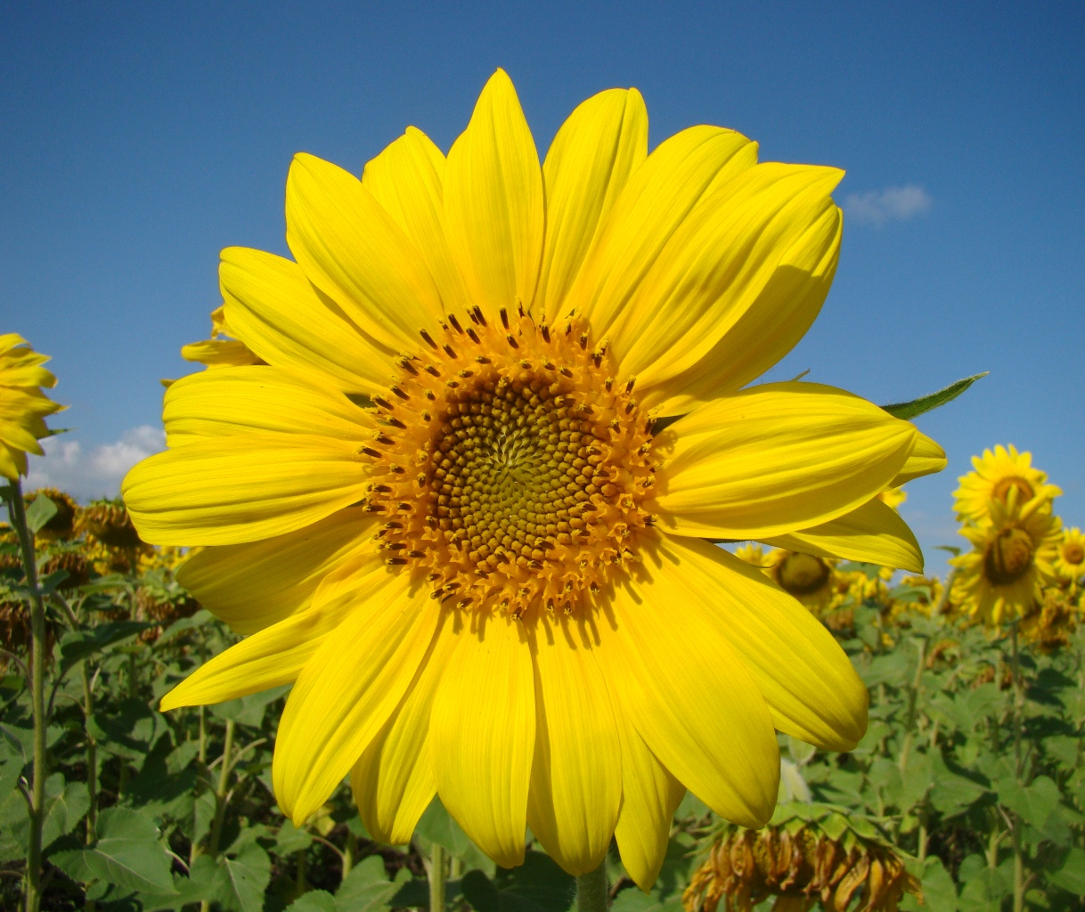 Изображение особи Helianthus annuus.