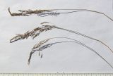Poa araratica