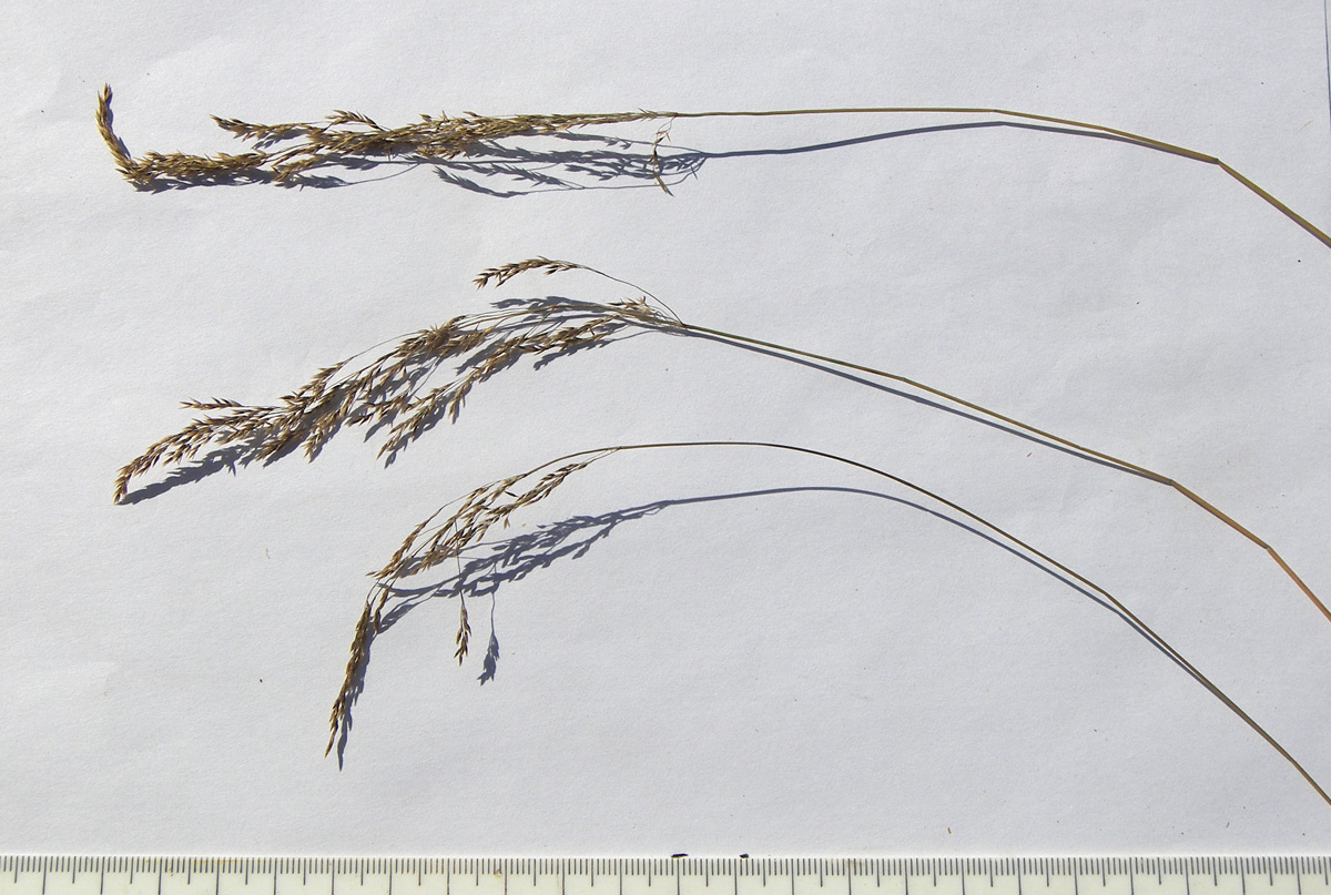 Image of Poa araratica specimen.