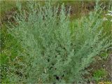 Artemisia absinthium. Вегетирующее растение. Украина, Ивано-Франковская обл., Болеховский горсовет, c. Поляница, берег р. Сукель. 14.07.2016.