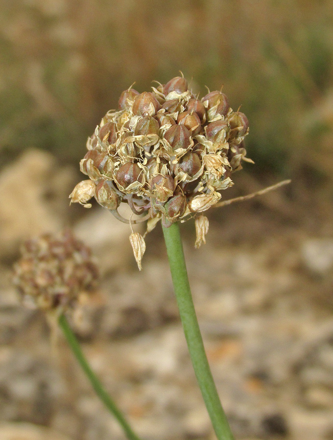 Image of Allium tarkhankuticum specimen.