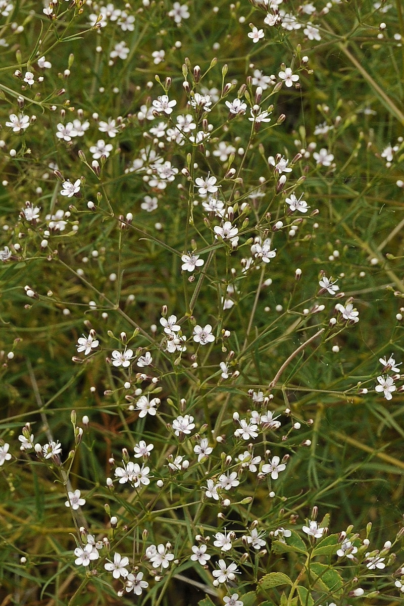 Image of Acanthophyllum gypsophiloides specimen.