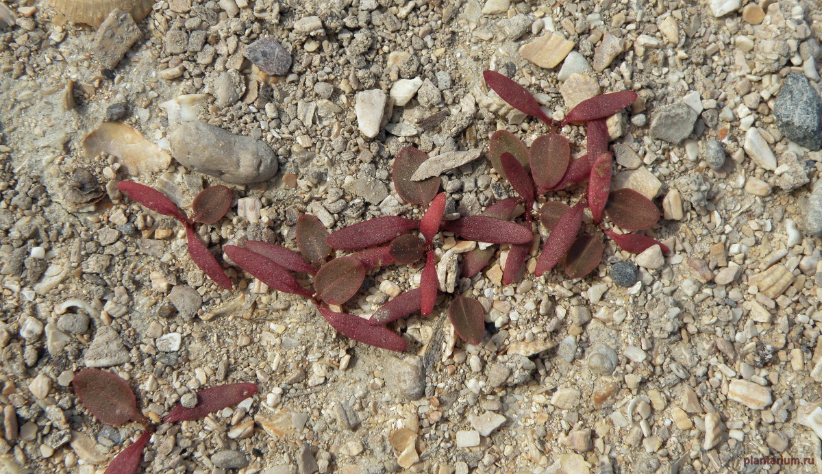 Image of genus Rumex specimen.