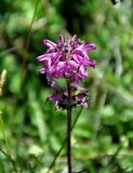 Pedicularis subrostrata. Соцветие. Кабардино-Балкария, Эльбрусский р-н, пик Терскол, ≈ 2700 м н.у.м., альпийский луг. 14.07.2016.