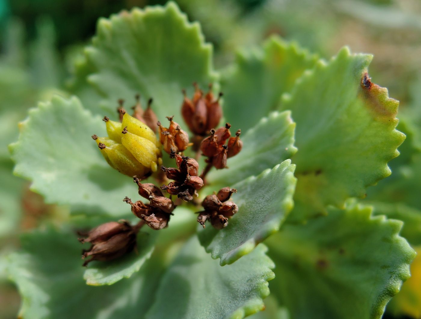 Image of Rhodiola rosea specimen.