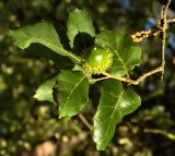 Quercus suber. Верхушка веточки с плодом. Испания, Кастилия и Леон, г. Саламанка, Parque de los Jesuitas. Октябрь.