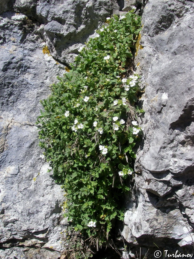 Изображение особи Arabis caucasica.