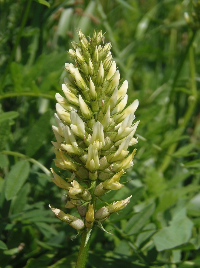 Image of Astragalus cicer specimen.