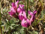 Oxytropis exserta. Цветки. Магаданская обл., Ольский р-н, Ольское шоссе, склон насыпной дороги. 11.06.2012.