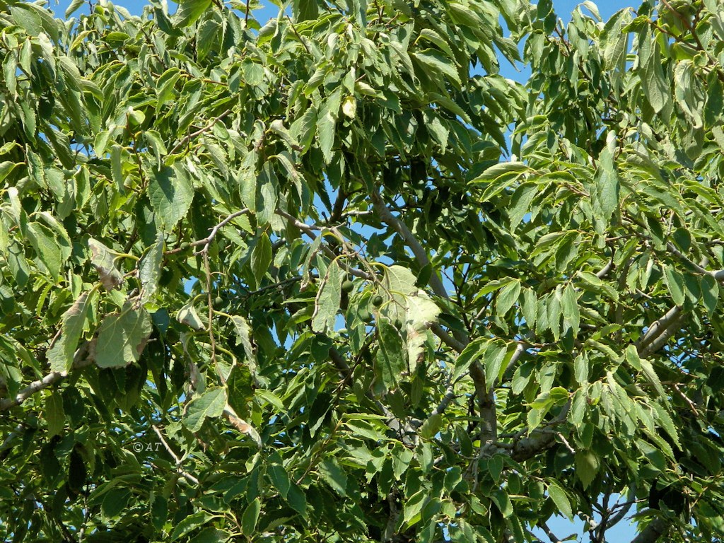 Image of Celtis australis specimen.