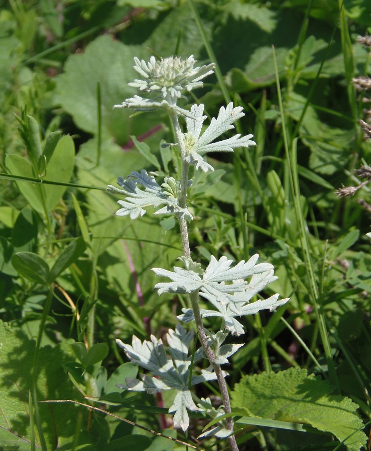 Image of Potentilla impolita specimen.