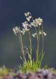 Silene chamarensis