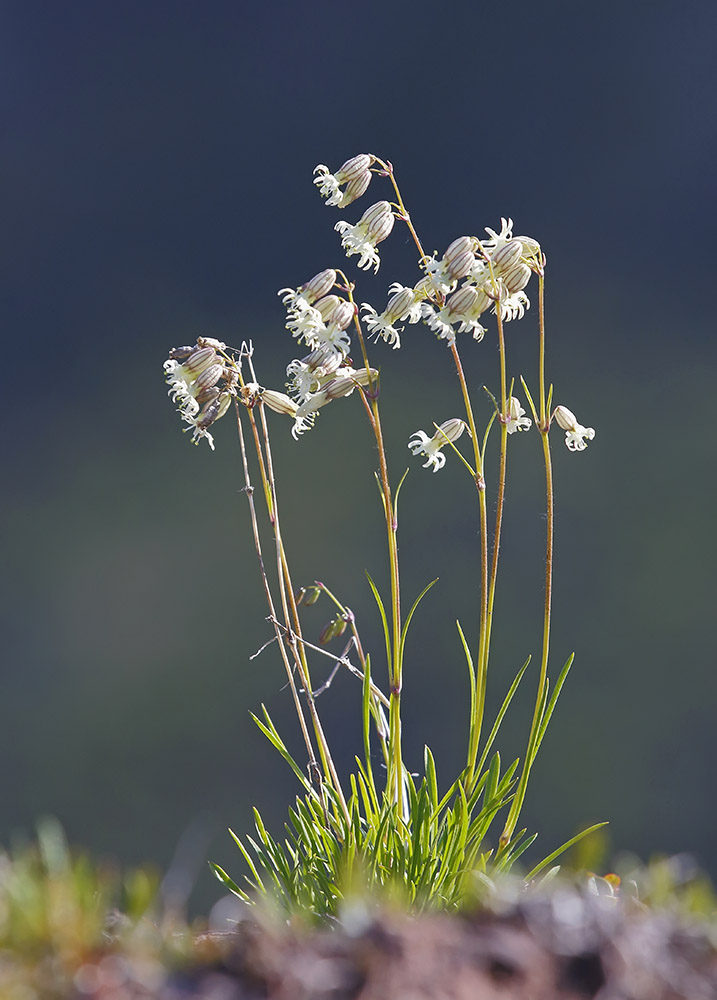 Изображение особи Silene chamarensis.