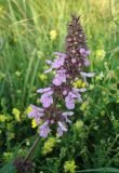 Stachys palustris