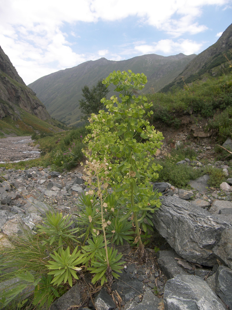 Image of Euphorbia glaberrima specimen.