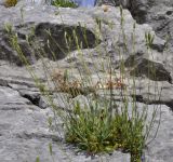 Silene flavescens ssp. thessalonica