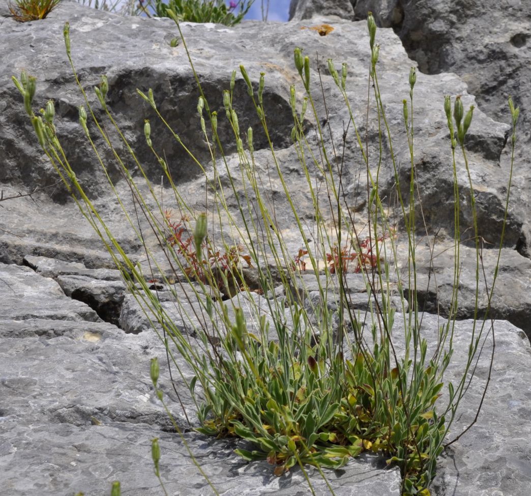 Изображение особи Silene flavescens ssp. thessalonica.