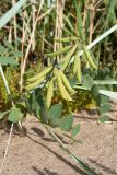 Lathyrus japonicus подвид pubescens. Соплодия с незрелыми плодами и листья. Ленинградская обл., Кингисеппский р-н, окр. пос. Новое Гарколово, побережье Финского залива, песчаный пляж на границе с тростниковыми зарослями. 28.08.2016.