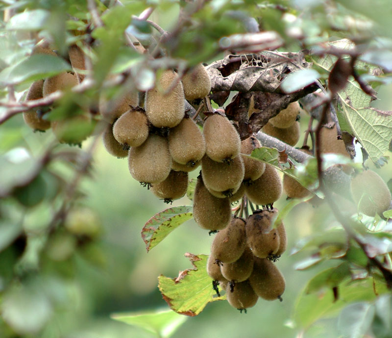 Image of Actinidia chinensis var. deliciosa specimen.