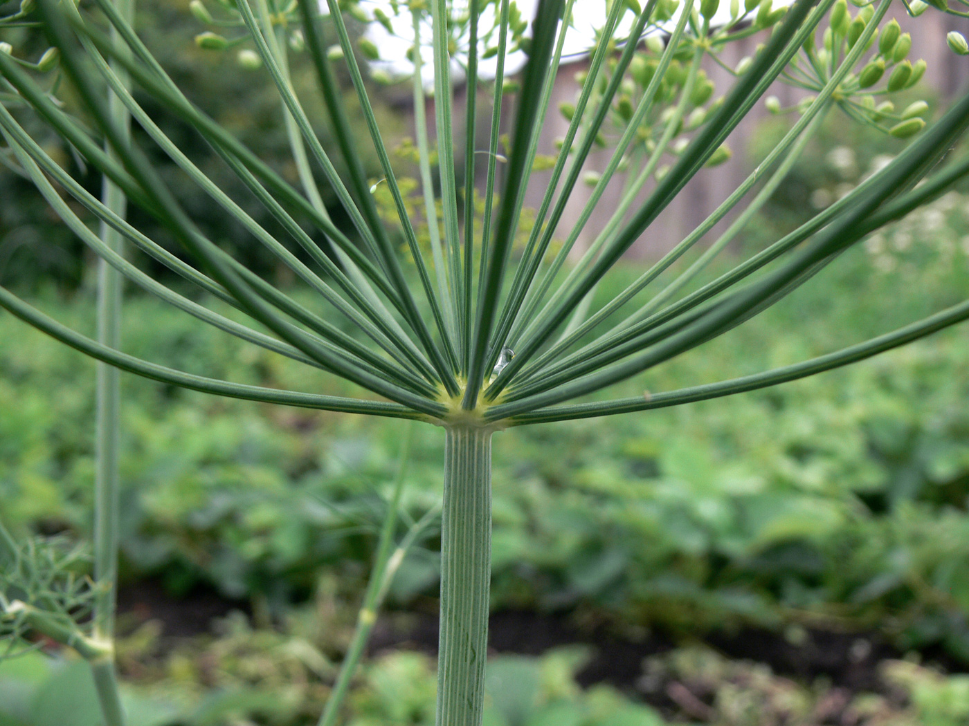 Изображение особи Anethum graveolens.