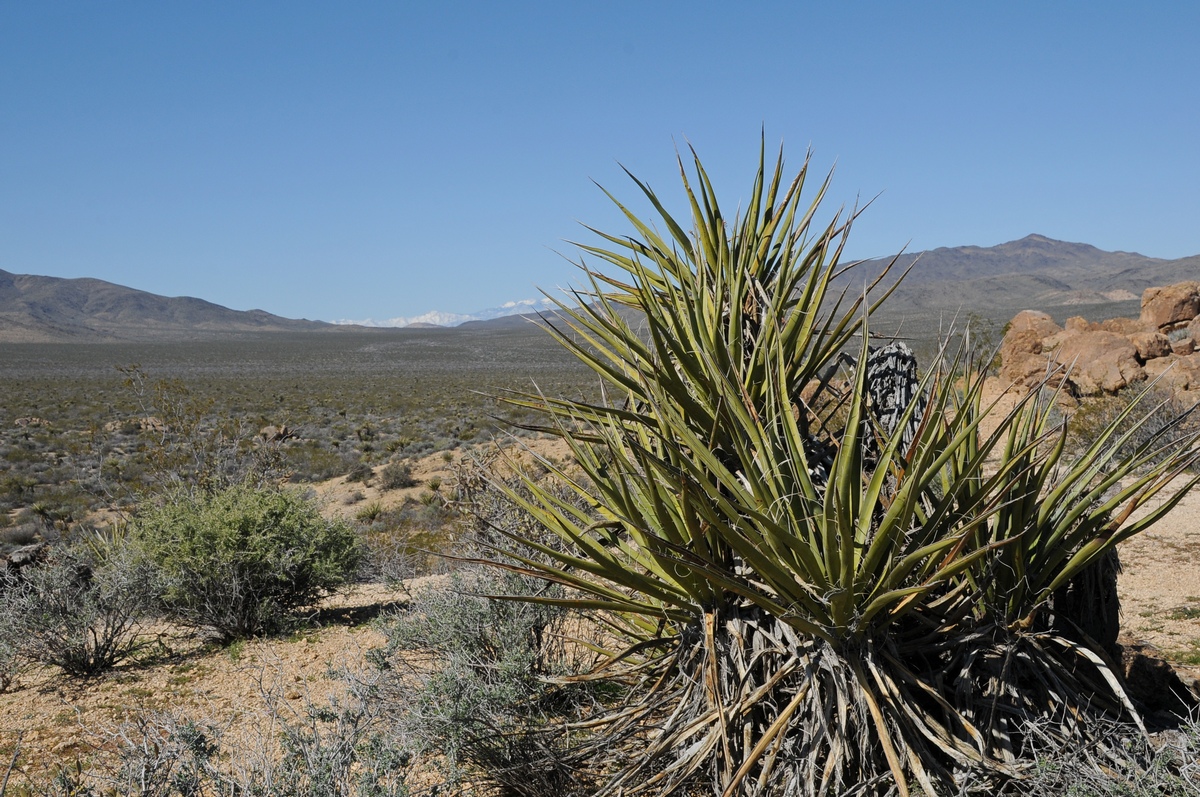 Изображение особи Yucca schidigera.