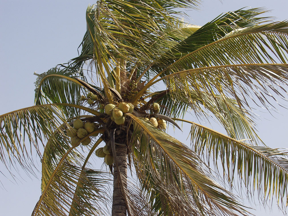 Image of Cocos nucifera specimen.