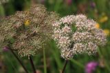 Angelica sylvestris. Соцветия. Костромская обл., окраина г. Кострома, долина р. Солонка, разнотравный луг. 21.07.2016.