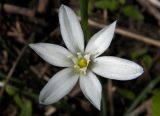 Ornithogalum kochii