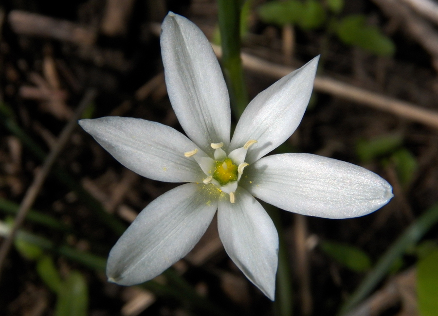 Image of Ornithogalum kochii specimen.