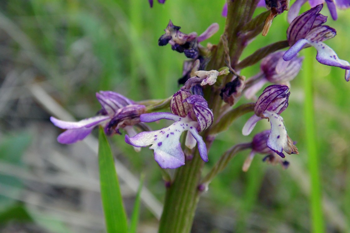 Image of Orchis purpurea ssp. caucasica specimen.