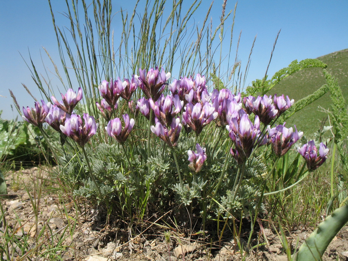 Изображение особи Astragalus falcigerus.