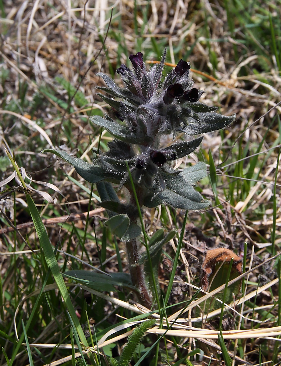 Image of Nonea rossica specimen.